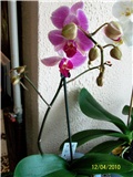 phalaenopsis orhideja